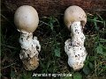 Amanita magnivolvata-amf199